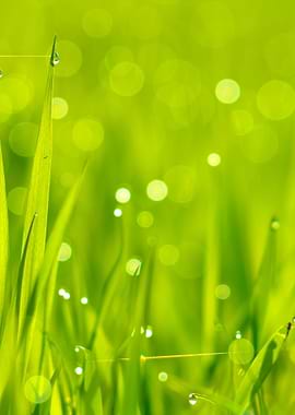 Fresh Green Grass With Wat