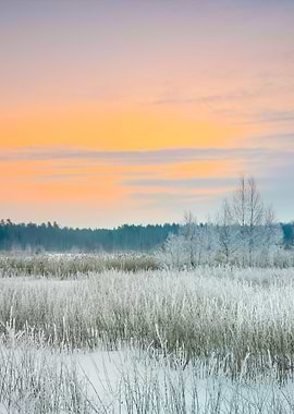 Winter Landscape With Hoar