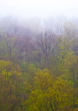 In The Harz Mountains