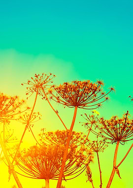 Rural Landscape Autumn Fie