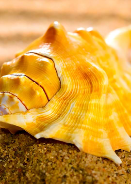 Sea Shell On The Sandy Bea
