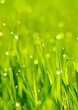 Fresh Green Grass With Wat