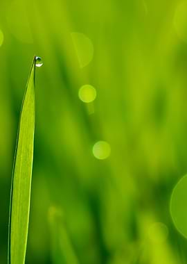 Fresh Green Grass With Wat