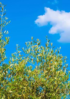 Olive Tree
