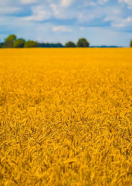 Corn Field Landscape