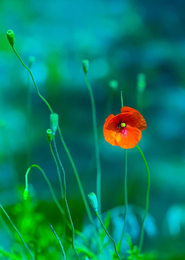 Poppy Flowers With Blue Mo