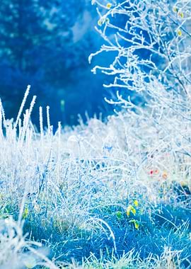 Frozen Winter Landscape Tr