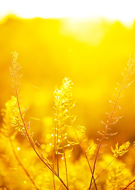 Plants In Field En Eveing