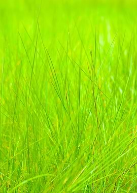 Green Grass CloseUp