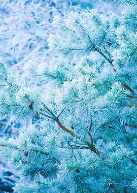 Frosted Tree Branches
