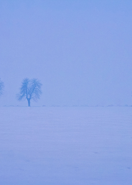 Foggy Winter Field