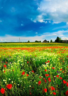 A Poppy Field And A Countr