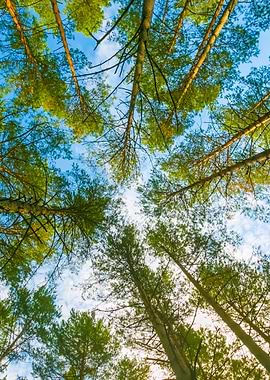 Beautiful Pine Forest Bel