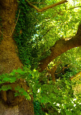 Old Tree On Samos