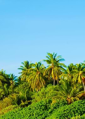 Coconut Palm Trees