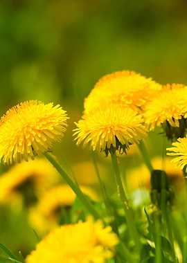 Beautiful Blooming Dandeli