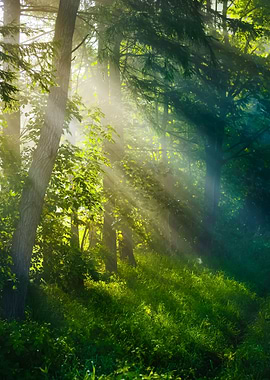 Strong Beautiful Fog And S