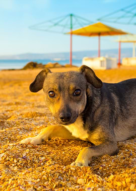 Portrait Of Stray Puppy On