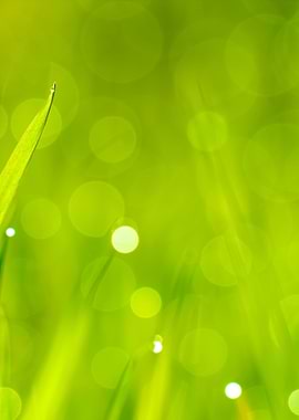 Fresh Green Grass With Wat