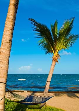 Hammock On Palm Trees