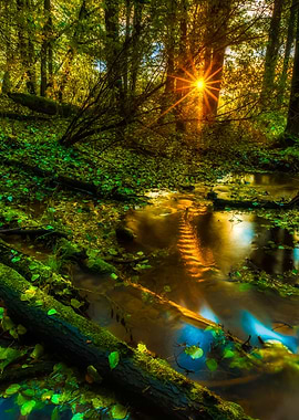 Beautiful Wild Autumnal Fo