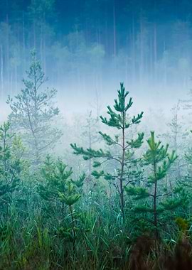 Morning Fog In A Dark And