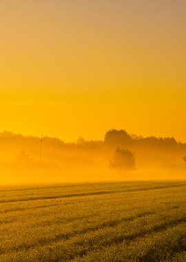 Foggy Morning Meadow