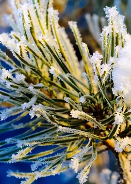 Pine Tree Covered With Hoa