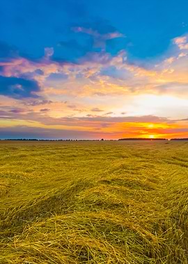 Stubble Field Landscape