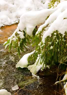 Pine Tree At The Small Riv