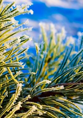 Pine Tree Covered With Hoa