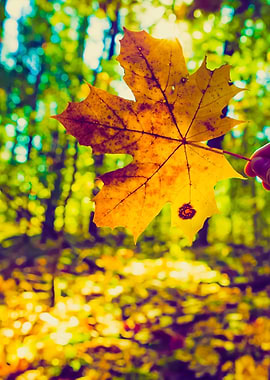 Man Hand Holding Autumnal