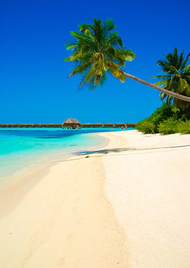 Beach Paradise With Palm T