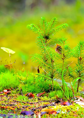 Little Pine Trees On A Tre