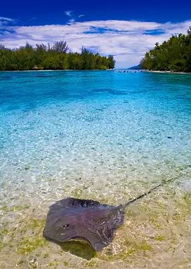 Stunning Backgrounds