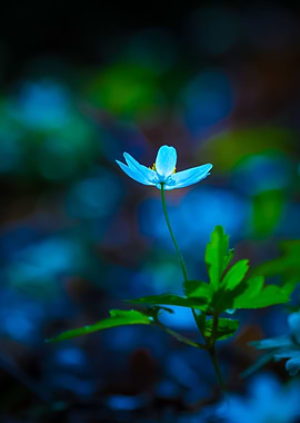 White Springtime Anemone I