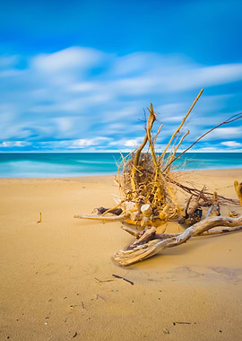 Beautiful Sandy Sea Shore