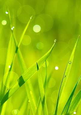 Fresh Green Grass With Wat