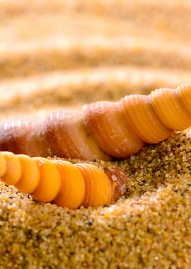 Sea Shells On The Sandy Be