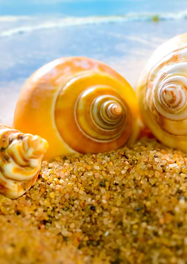 Sea Shells On The Sandy Be