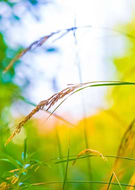 Grass Ears In Sun Light