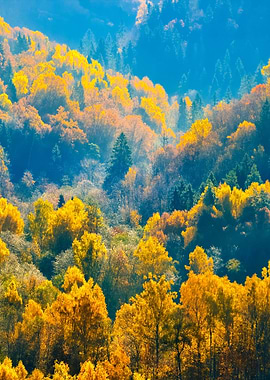 Colorful Forest Hills In F