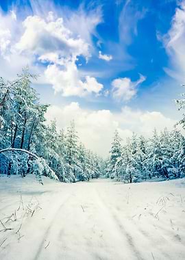 Winter Scene Road And Fore