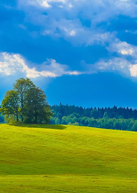 Lonely Oak Trees In The Fi