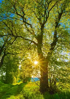 Beautiful Alley Of Trees O