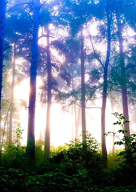 A Forest With Fog And Shin