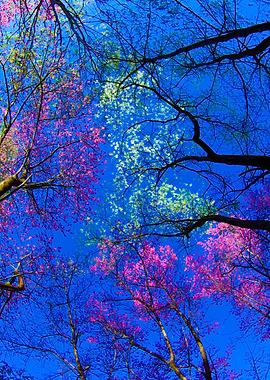 Pink Cherry Blossom With B