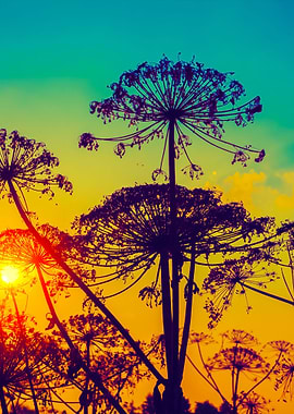 Rural Landscape Autumn Fie