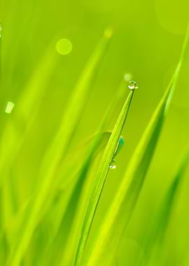 Fresh Green Grass With Wat