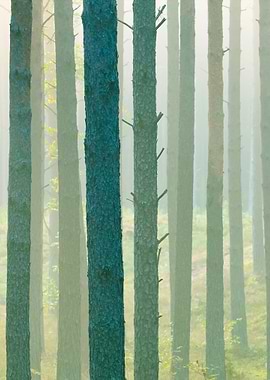 Strong Beautiful Fog In Th